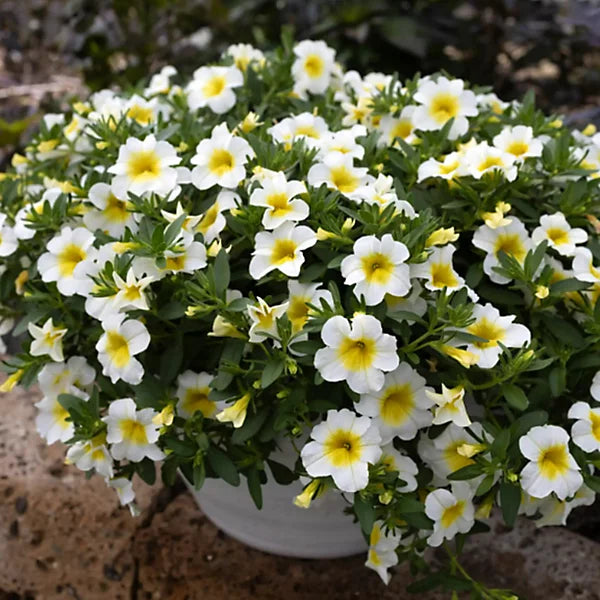 White Yellow Frostfire Flower seeds for Planting - Hardy Variety, Heirloom & GMO Free Seeds for Home Garden