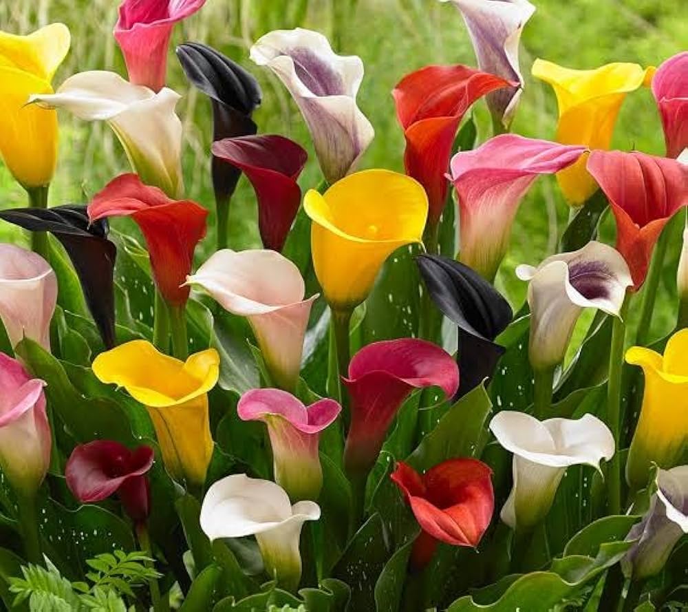 Calla Lilies Mix Flower Seeds for Planting | Vibrant Colorful Blooms - Evergrowseeds