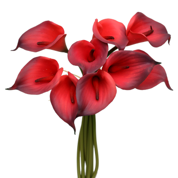 Calla Lily Seeds – Organic Non-GMO Elegant Trumpet Flowers for Gardens