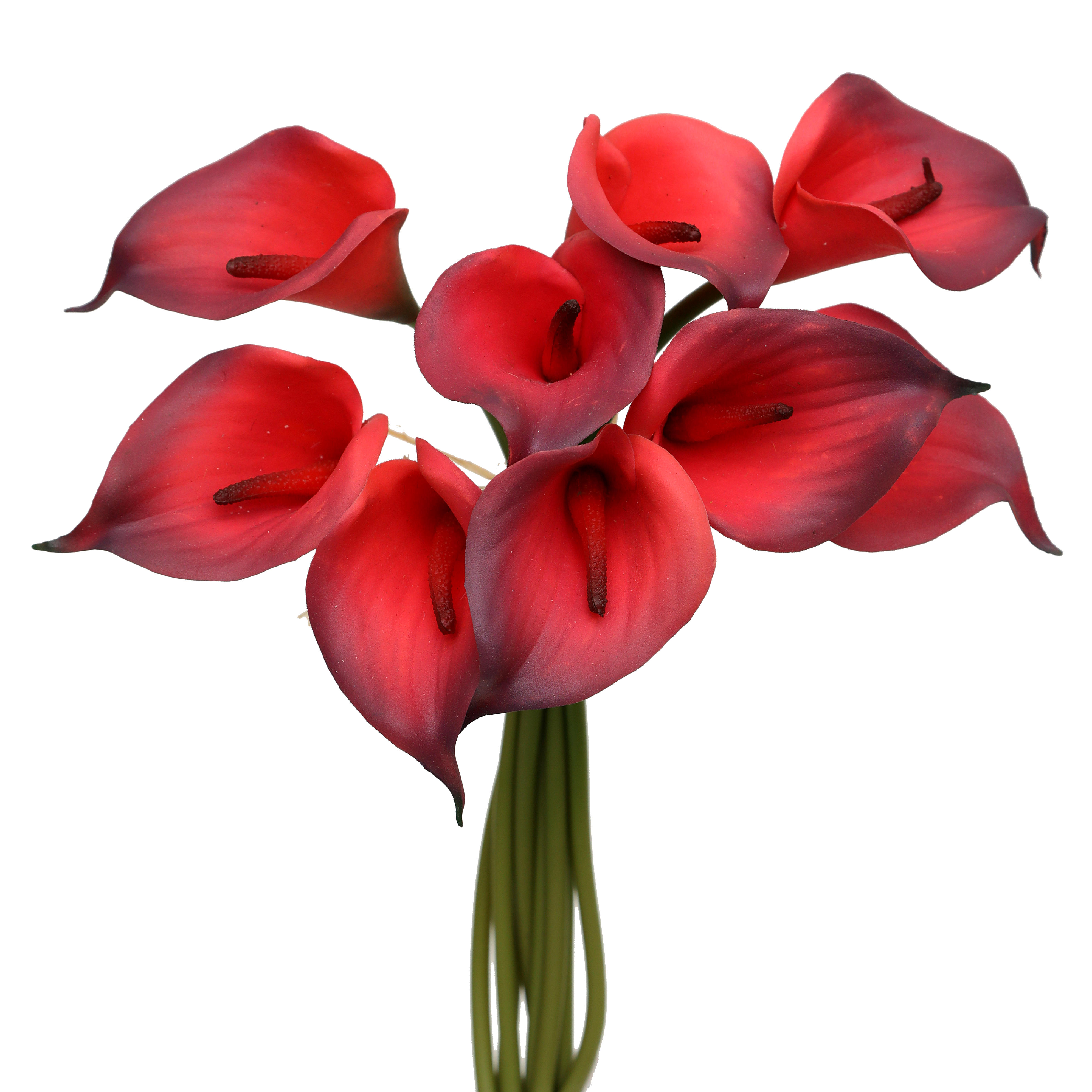 Calla Lily Seeds – Organic Non-GMO Elegant Trumpet Flowers for Gardens