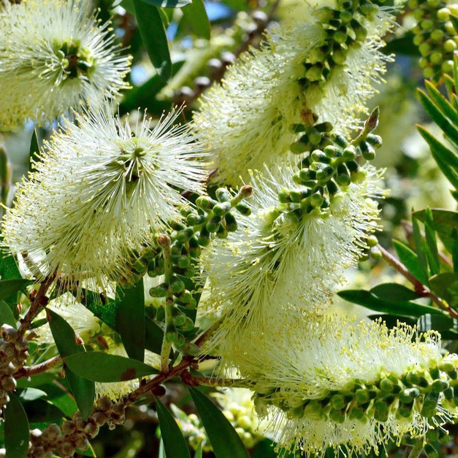 Bottle (Bottle Brush) seeds for planting in home garden
