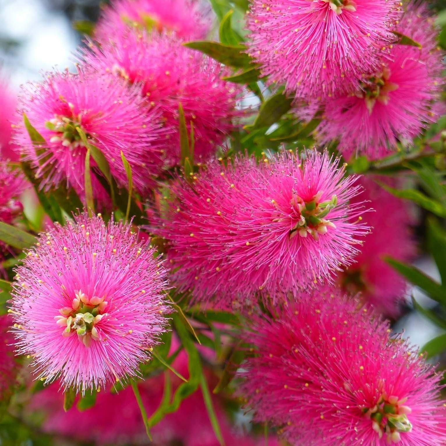 Pink Bottle Brush Flower seeds for Planting - Long Bloom Season, Heirloom & GMO Free Seeds for Home Garden