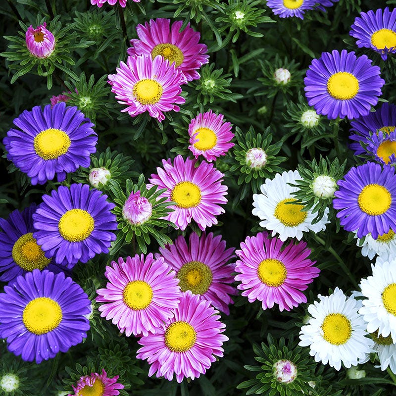 MultiColour China Aster Flower Seeds for Planting Cottage Garden Essential Heirloom & GMO Free Seeds for Home Garden
 
 Sale