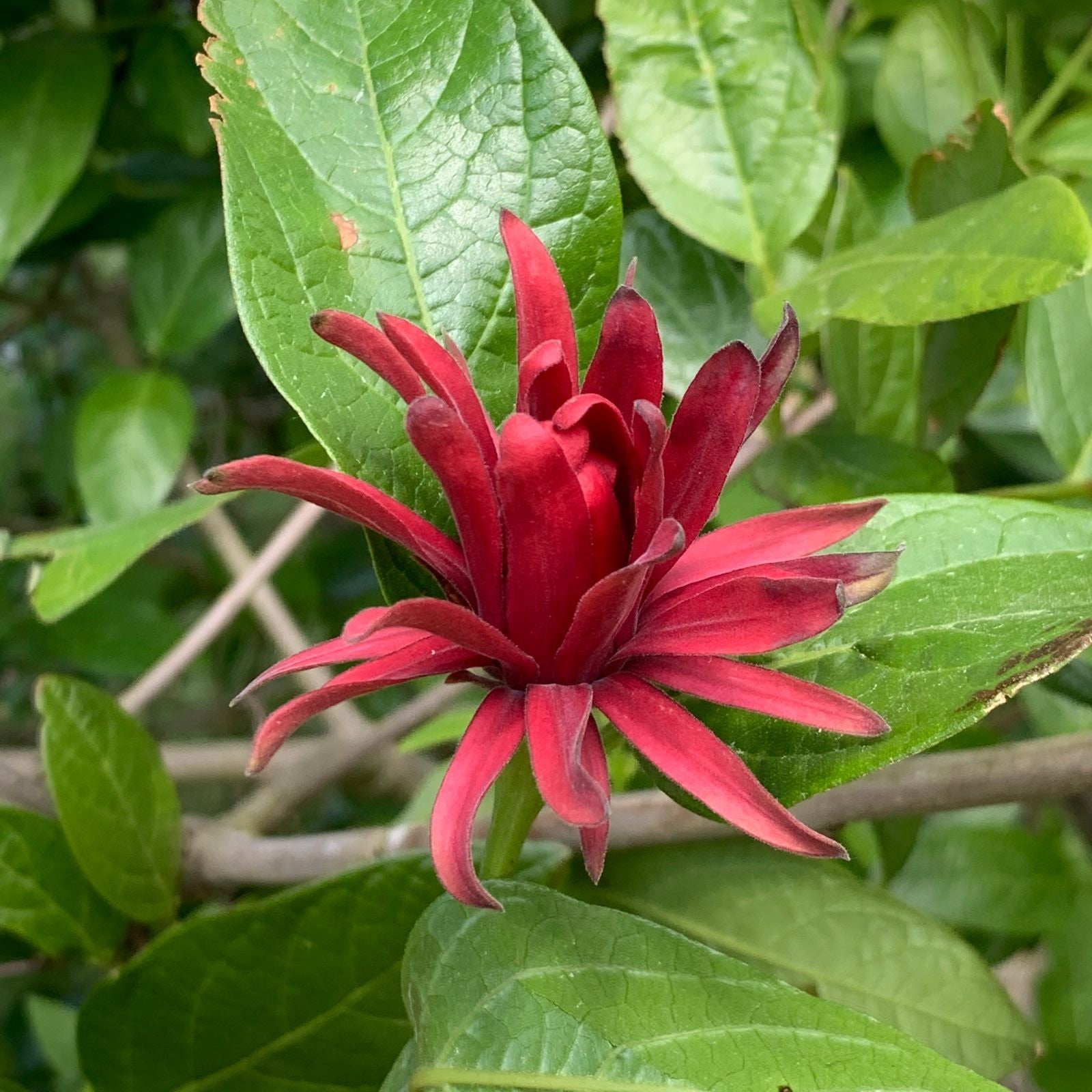 Maroon Carolina Allspice Flower seeds for Planting - Garden Favorite, Heirloom & GMO Free Seeds for Home Garden