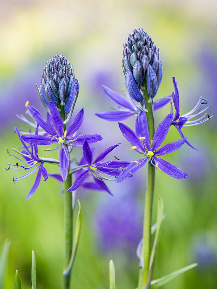 Blue Camas, Camassia Flower seeds for Planting - Shade Tolerant, Heirloom & GMO Free Seeds for Home Garden