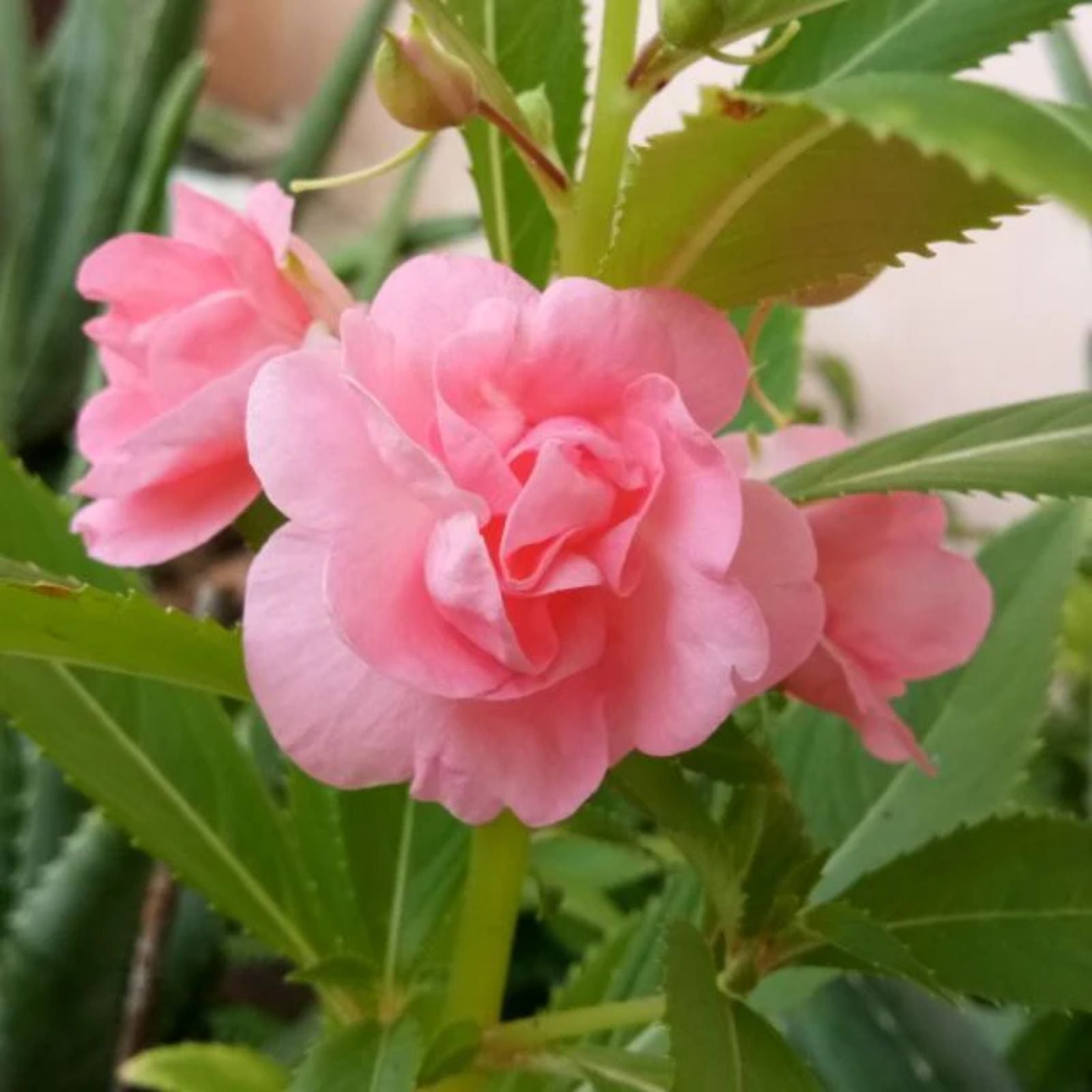 Balsam Camellia Seedlings Growing in Pots