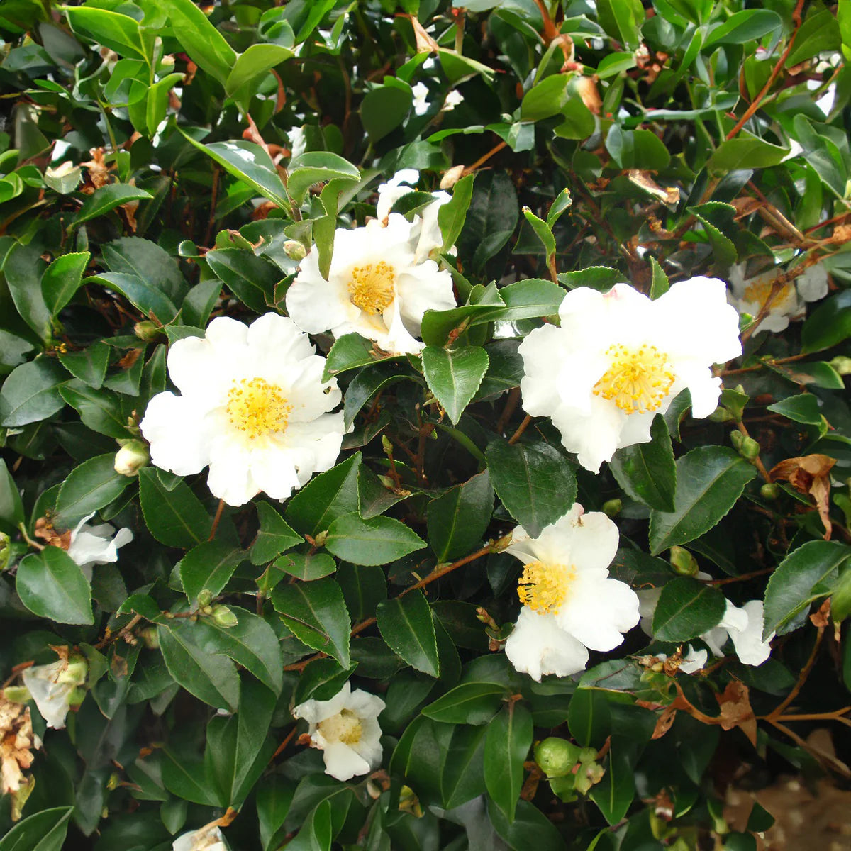 Green Camellia Sinensis Flower seeds for Planting - Fragrant Blossoms, Heirloom & GMO Free Seeds for Home Garden