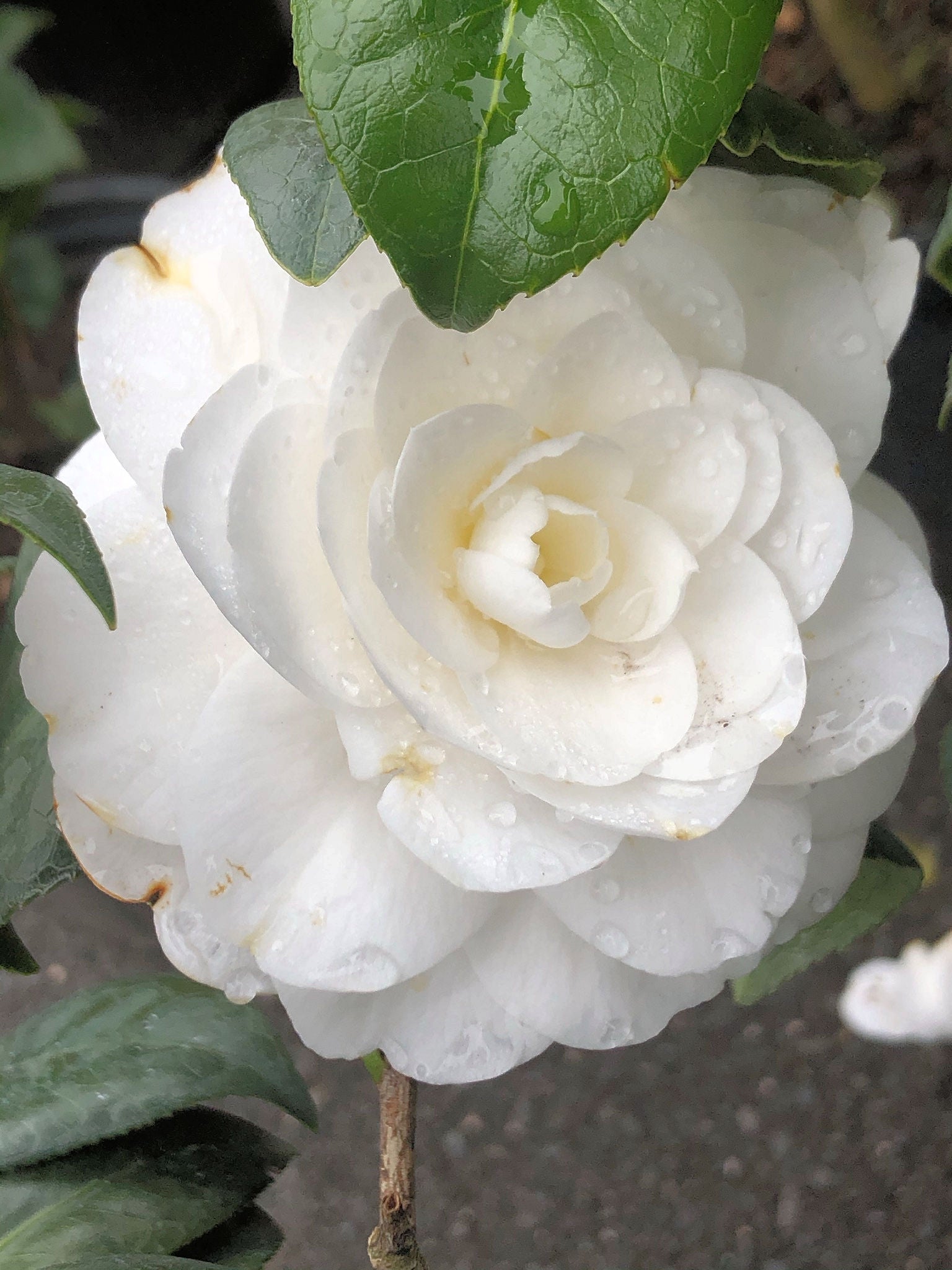 White Camellia Flower Seeds for Planting Perfect for Borders Heirloom & GMO Free Seeds for Home Garden
 
 Sale
