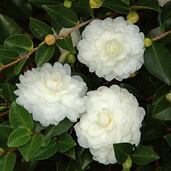 White Camellia Flower Seeds for Planting Perfect for Borders Heirloom & GMO Free Seeds for Home Garden
 
 Sale