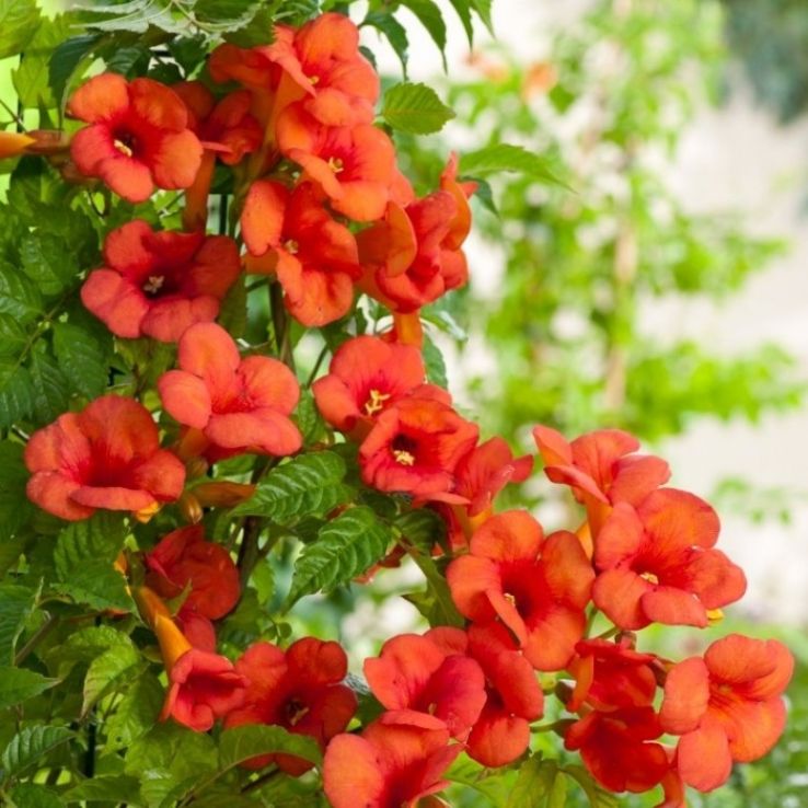 Enredadera Trompetan Flower seeds for Planting - Shade Tolerant, Heirloom & GMO Free Seeds for Home Garden