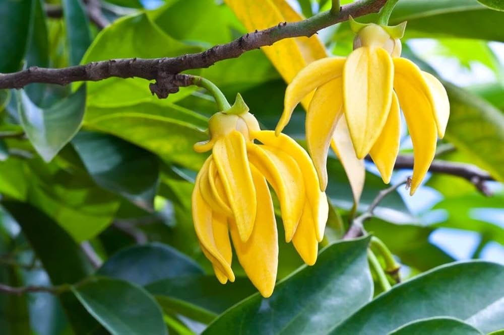 Fragrant Cananga Odorata Seeds for Planting