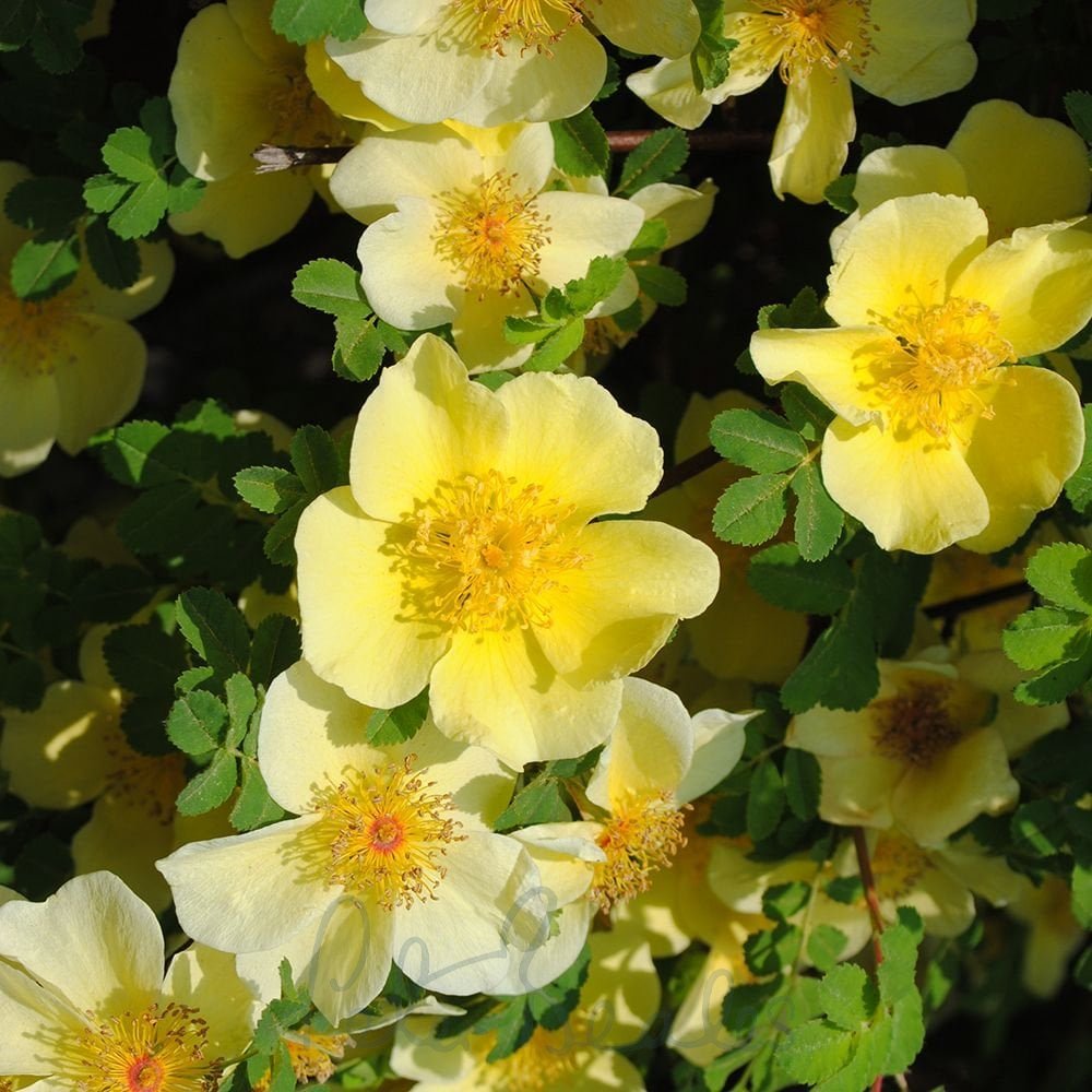 Yellow Xanthina Flower seeds for Planting - Shade Tolerant, Heirloom & GMO Free Seeds for Home Garden