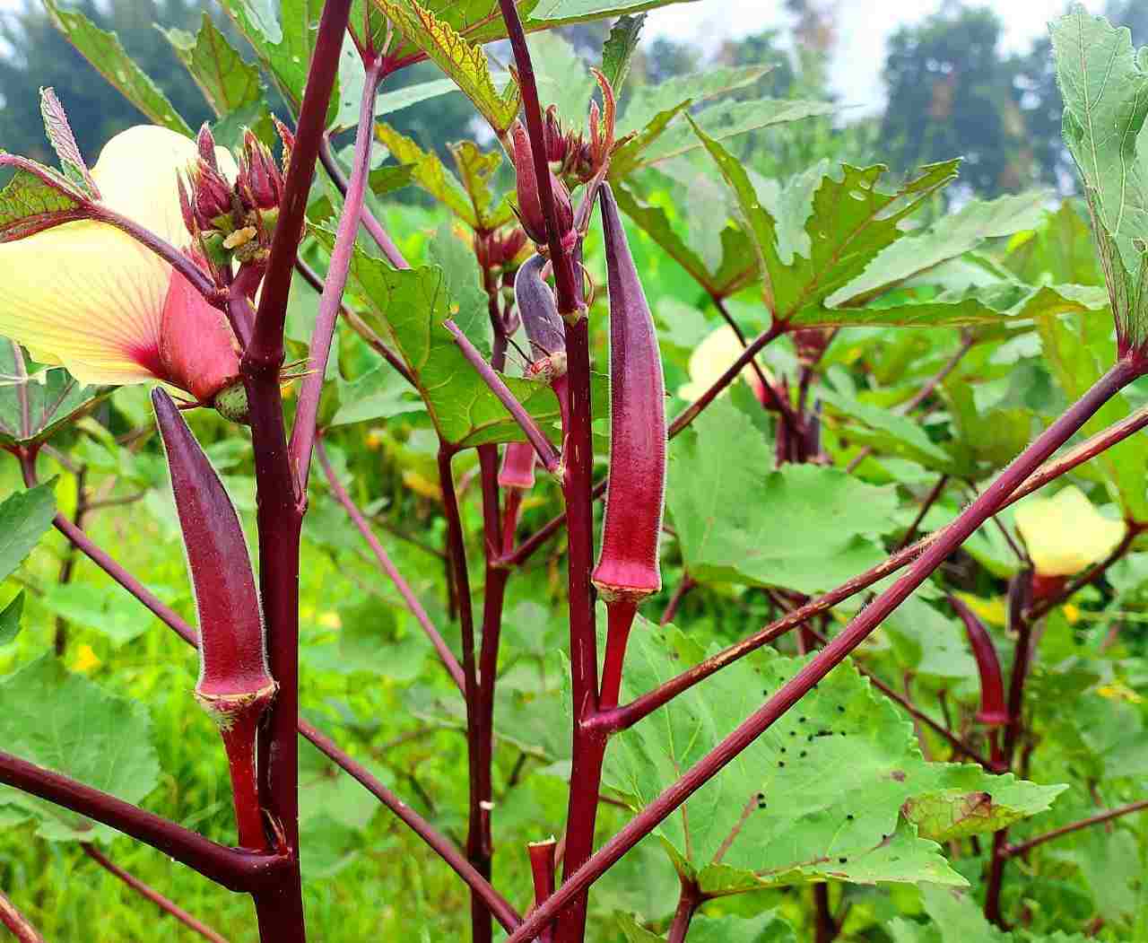 Red Green Okra Planting Seeds for Vegetables