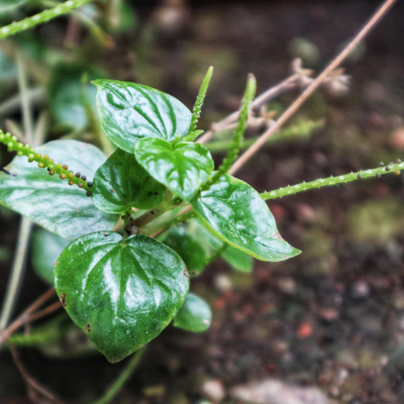 Peperomia Pellucida Flower seeds for Planting Seasonal Bloomer Heirloom & GMO Free Seeds for Home Garden