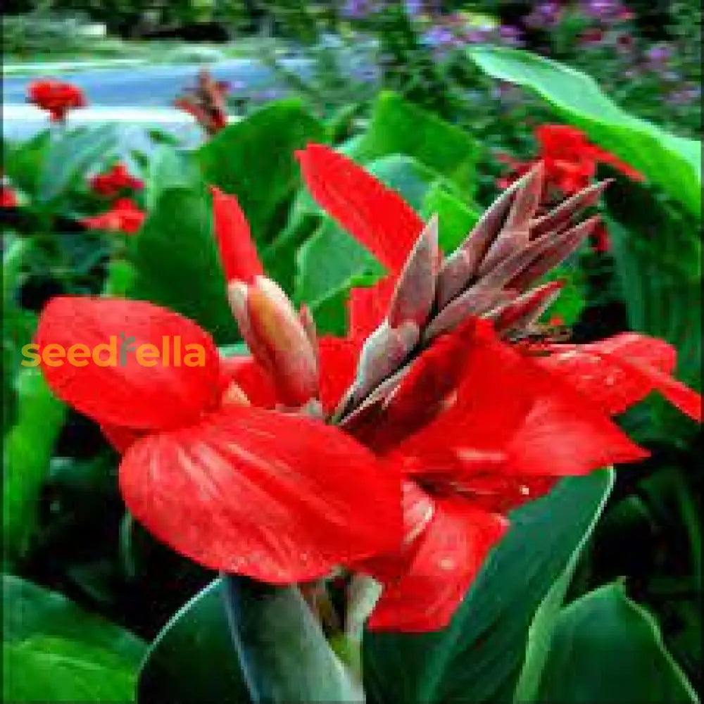 Canna Lily Flower Planting Seeds For A Colorful Garden Transformation
