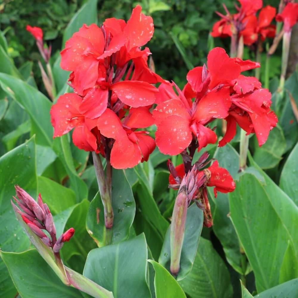 Organic Canna Lily Plant Seeds – Ornamental Foliage and Flower Variety