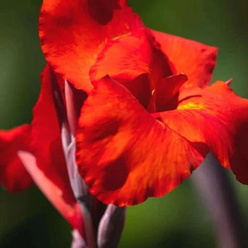 Canna Lily Seeds – Organic Non-GMO Tropical Flower for Home Gardens