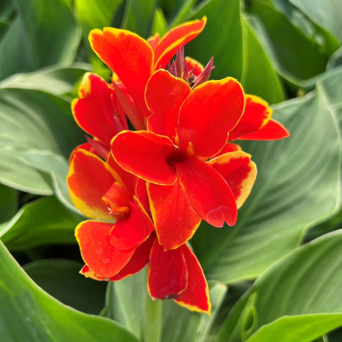 Canna Lily Flower seeds for Planting - Shade Tolerant, Heirloom & GMO Free Seeds for Home Garden
 
 Sale