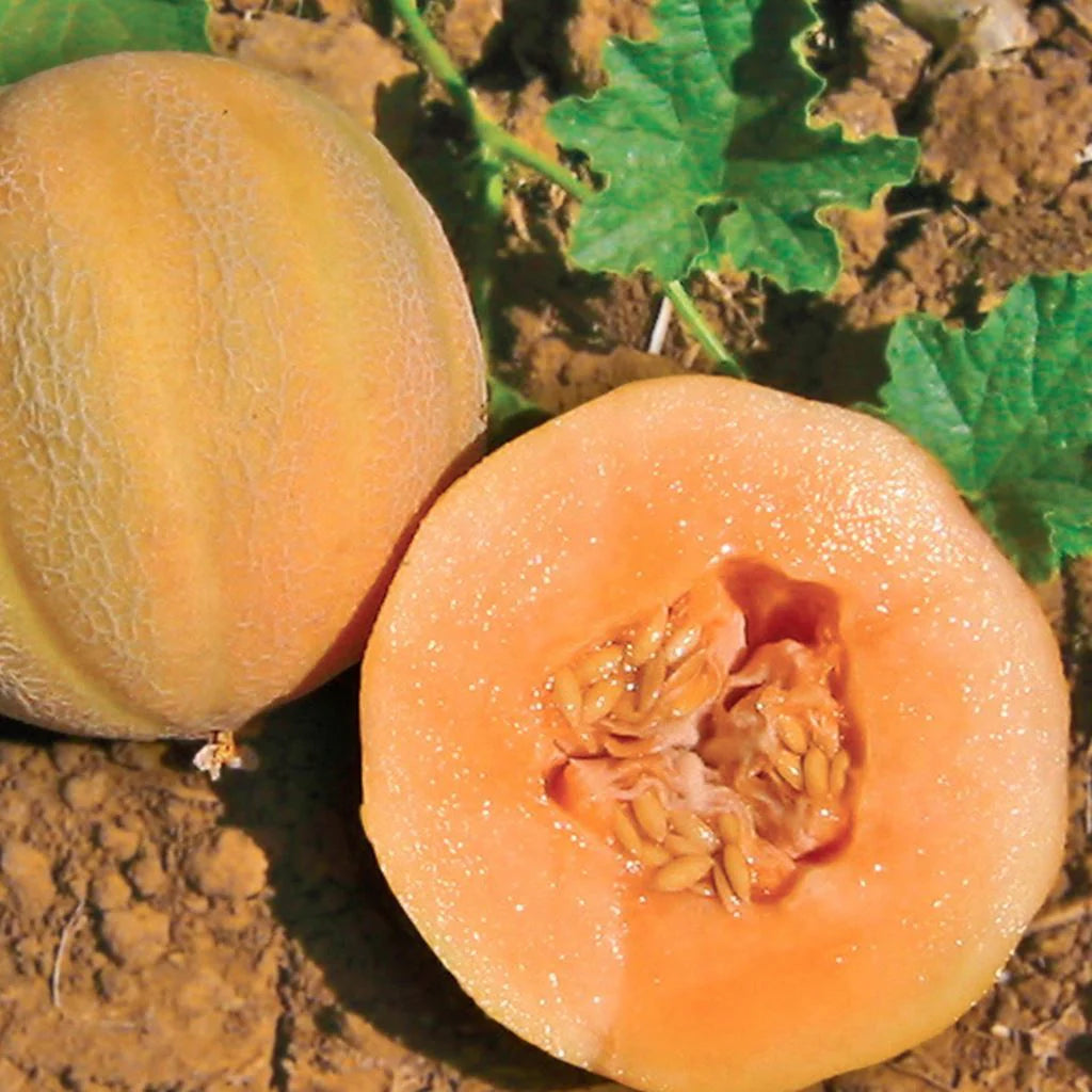 Minnesota Midget Cantaloupe Melon (Cucumis melo reticulatus) Fruit Seeds