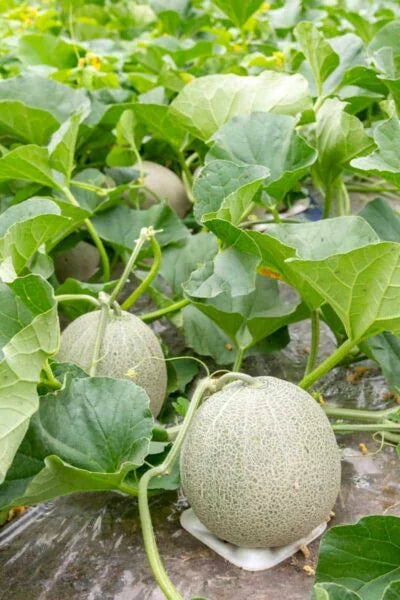 Planting Cantaloupe Fruit Seeds: Grow Nutritious Yellow Melons for Abundant Harvests