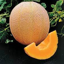 Cantaloupe seed germination and planting instructions