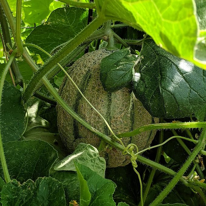 Growing cantaloupe vines in garden