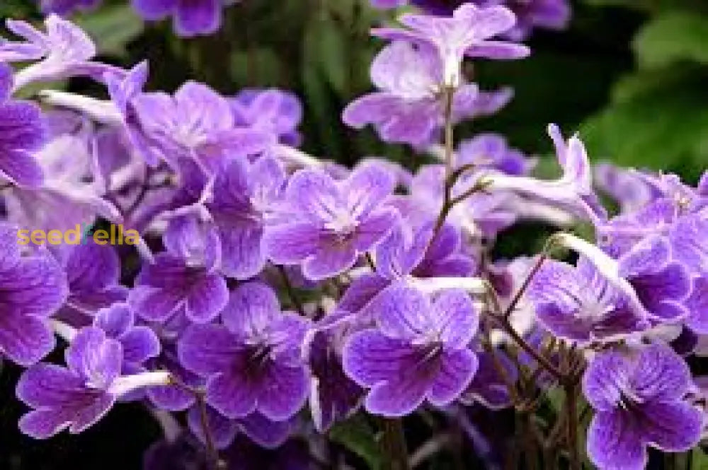 Cape Primrose Seeds For Planting  Vibrant Flower Your Garden