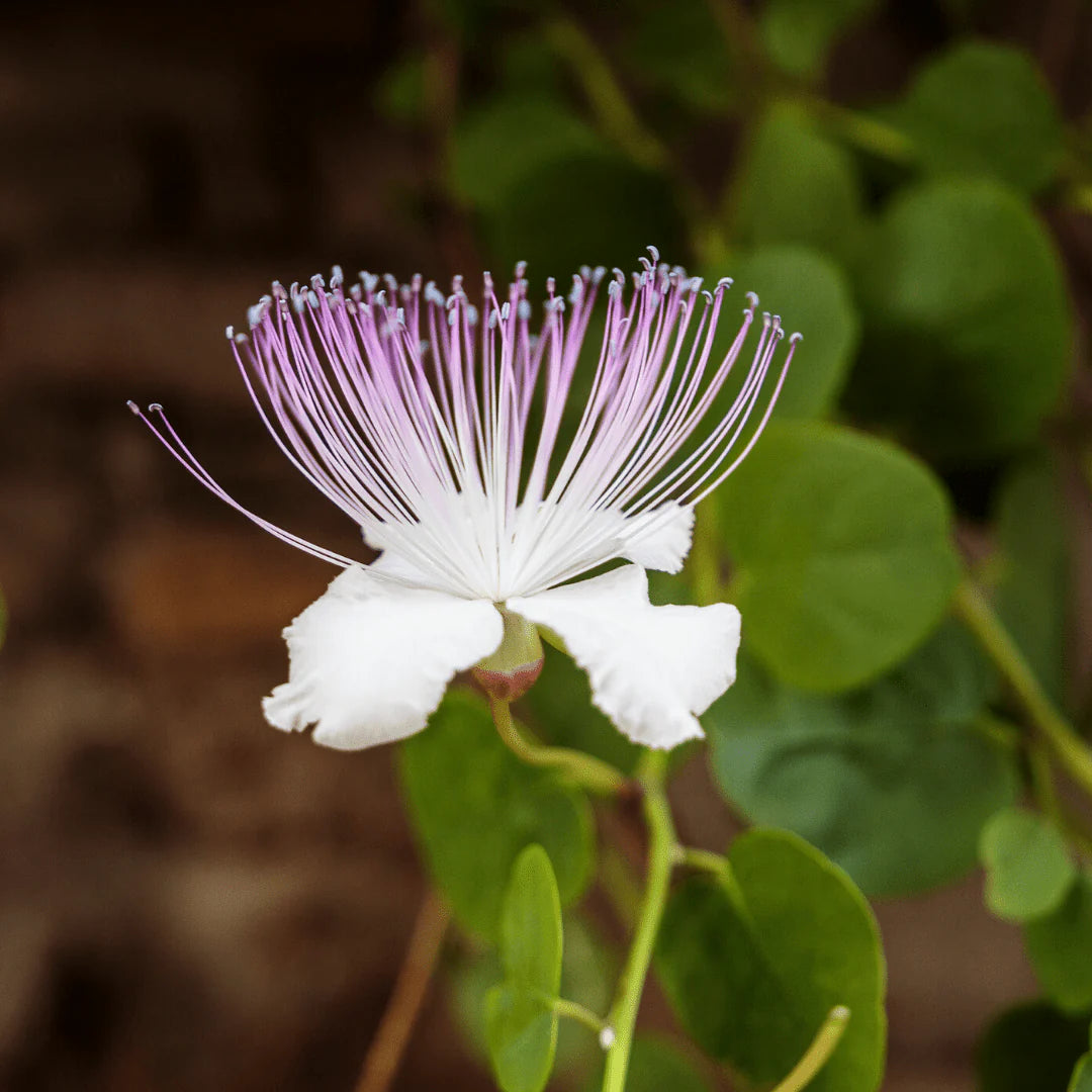 White Caper Bush Flower seeds for Planting - Shade Tolerant, Heirloom & GMO Free Seeds for Home Garden