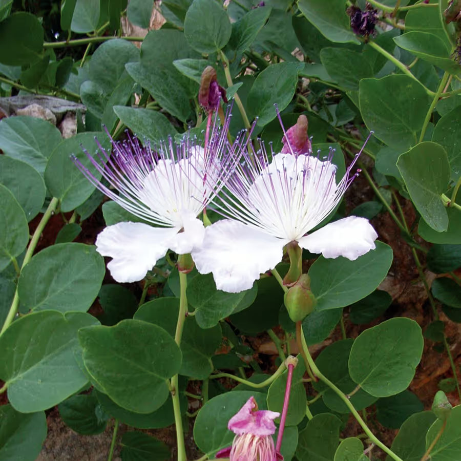 Caper Flower seeds for Planting - Premium Quality, Heirloom & GMO Free Seeds for Home Garden