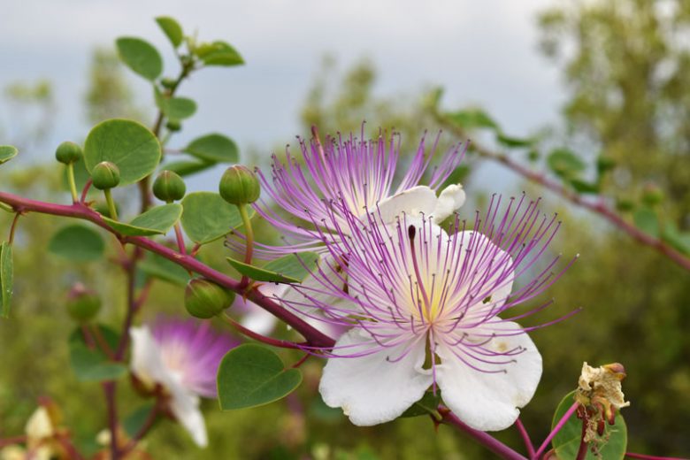 White Caper Flower seeds for Planting - Cottage Garden Essential, Heirloom & GMO Free Seeds for Home Garden