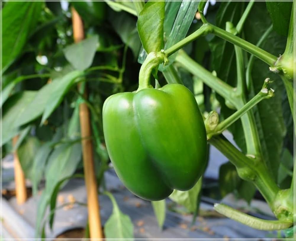 Ripe Capsicum annuum peppers ready for harvest