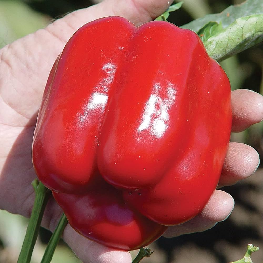 Capsicum pepper seeds for planting in a vegetable garden