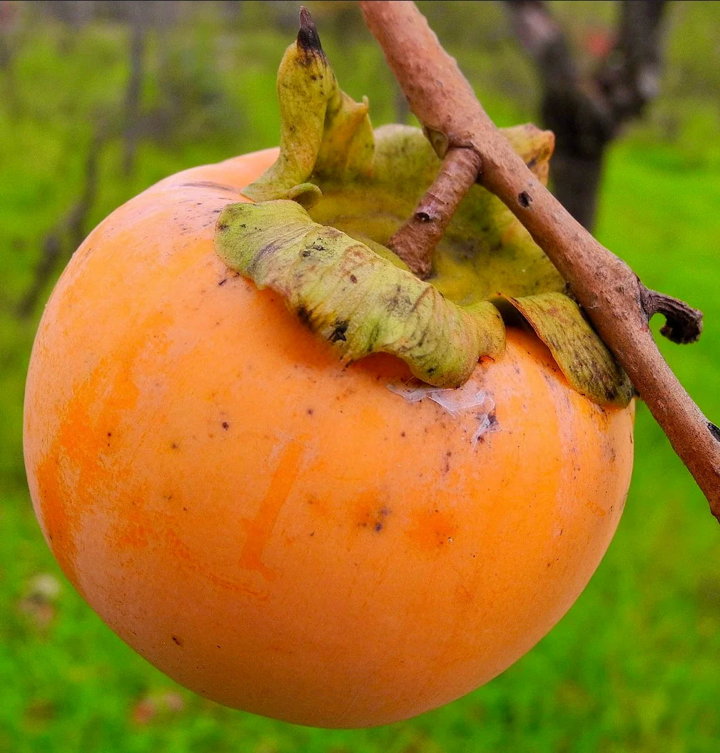 Persimmon Seeds for Planting - Grow Delicious Fruit Trees - Evergrowseeds