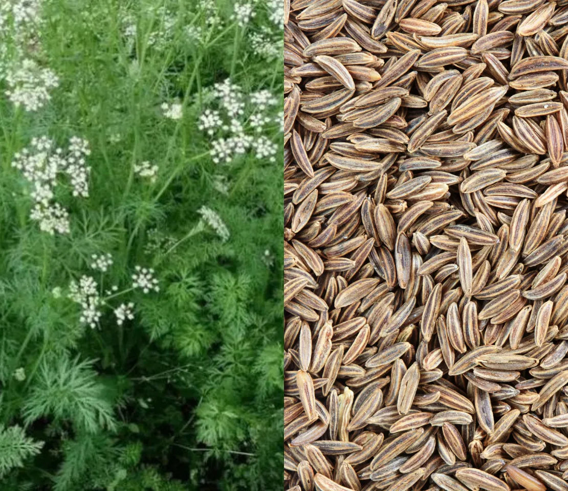 Caraway Seeds for Flavorful Herb Gardening