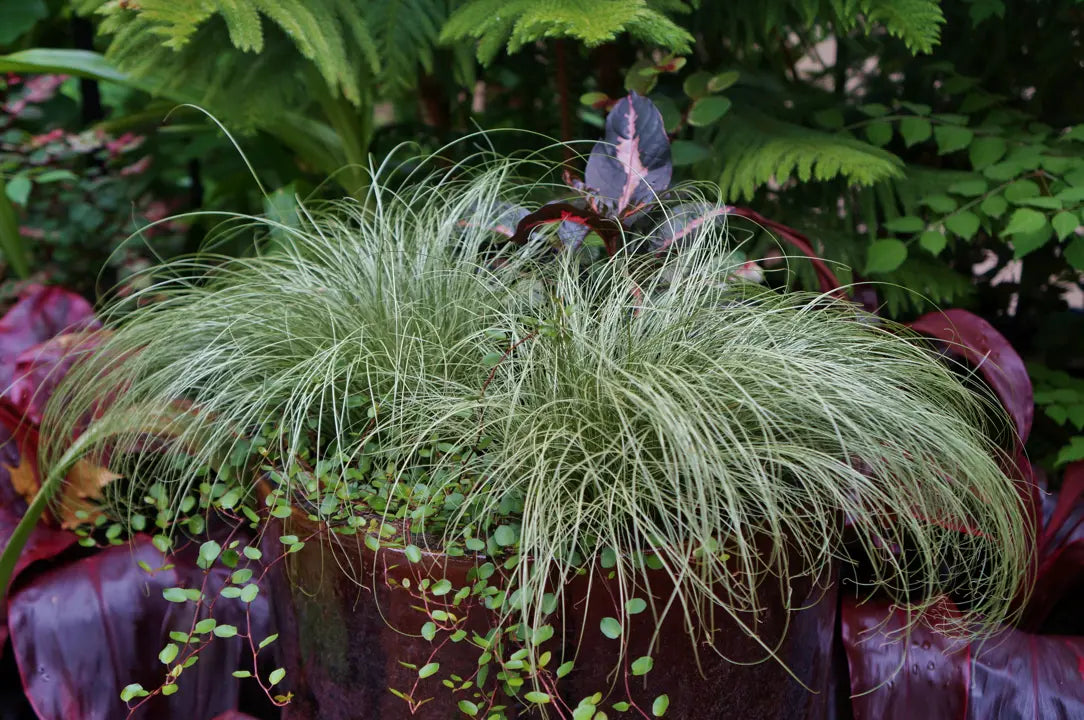 Carex Comans Flower seeds for Planting - Easy to Grow, Heirloom & GMO Free Seeds for Home Garden