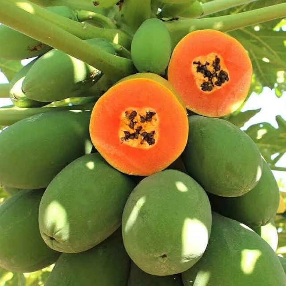 Dwarf papaya seedlings sprouting