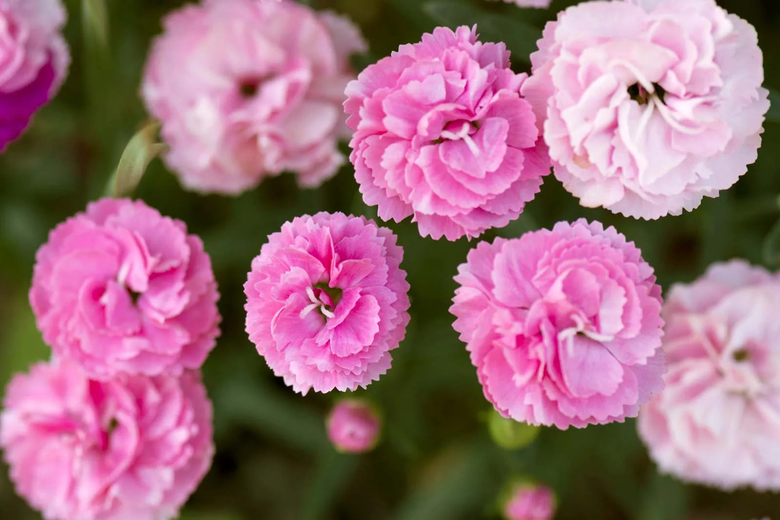 Pink Carnation Flower seeds for Planting - Garden Favorite, Heirloom & GMO Free Seeds for Home Garden