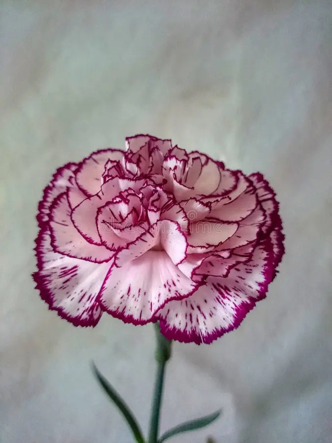 Pink White Carnation Seeds for Planting | Vibrant Annual Flower Seeds for Your Garden - Evergrowseeds