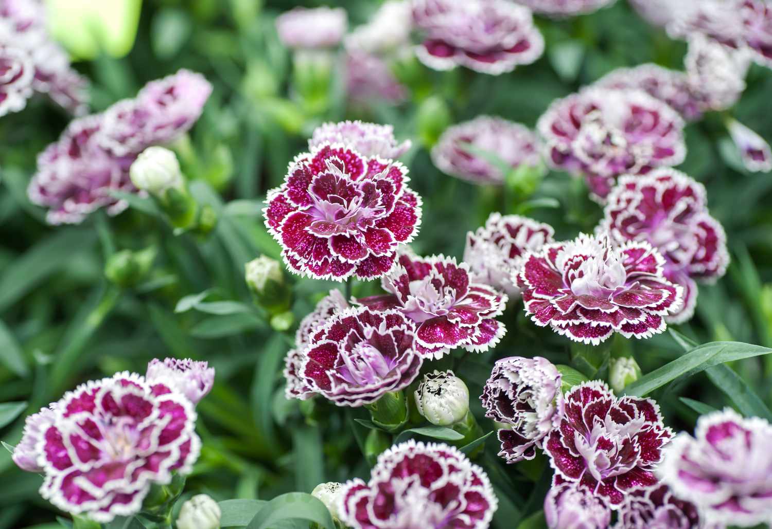 Carnation Perennial Flower seeds for Planting Low Maintenance Heirloom & GMO Free Seeds for Home Garden