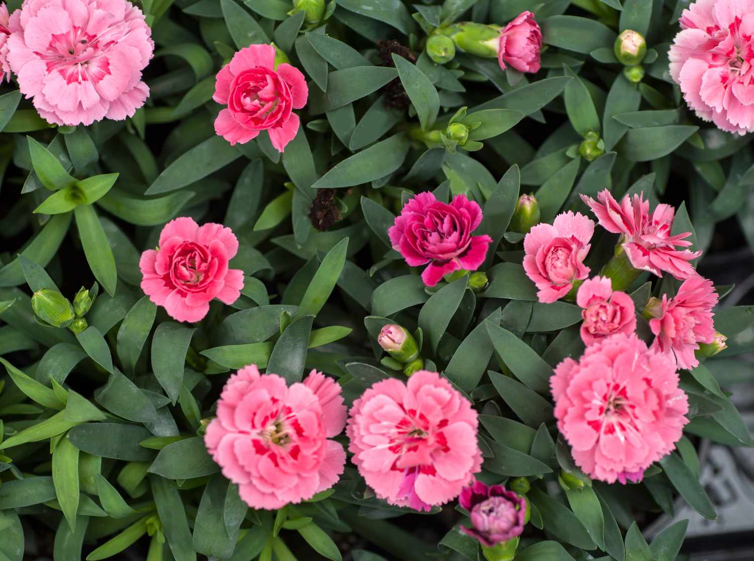 Carnations Pink Flower Planting Seeds for a Colorful Garden