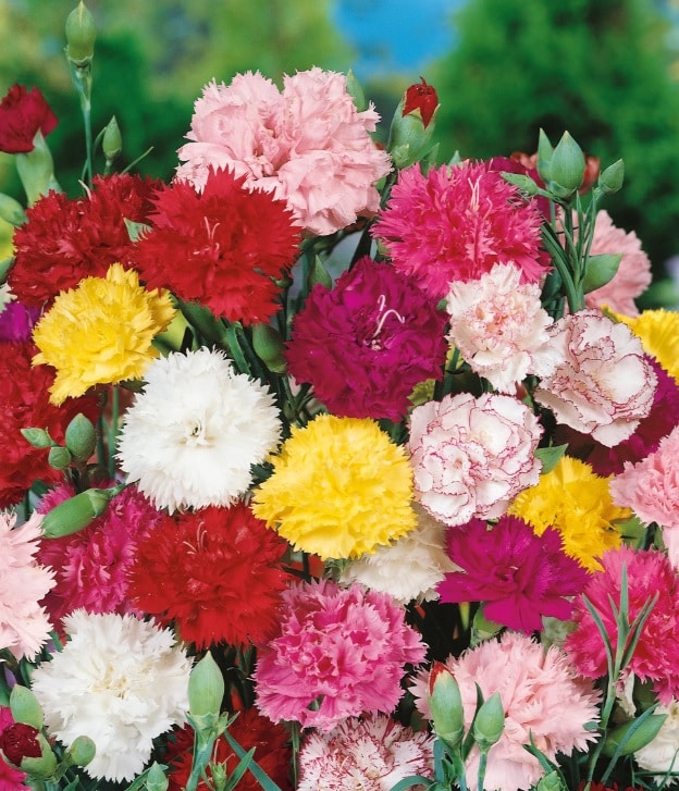 Carnation Flower seeds for Planting - Compact Growth, Heirloom & GMO Free Seeds for Home Garden