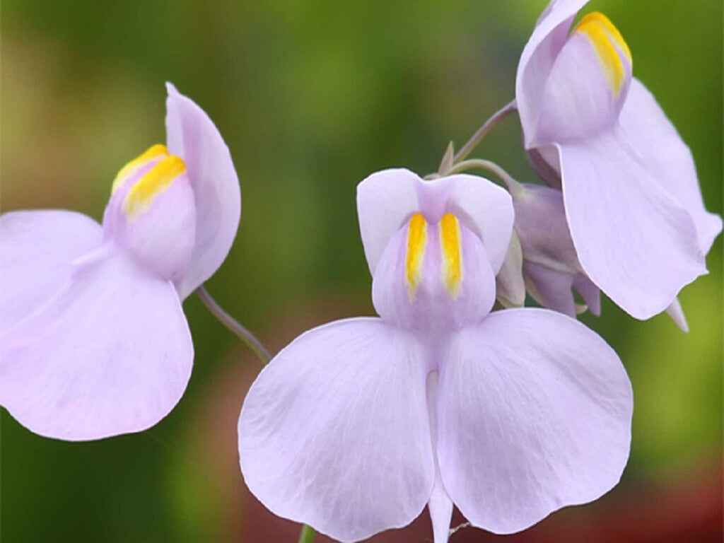 Violet Utricularia Flower seeds for Planting - Wildflower Mix, Heirloom & GMO Free Seeds for Home Garden Sale