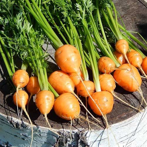 Oxheart Carrot Seeds for Vegetable Planting