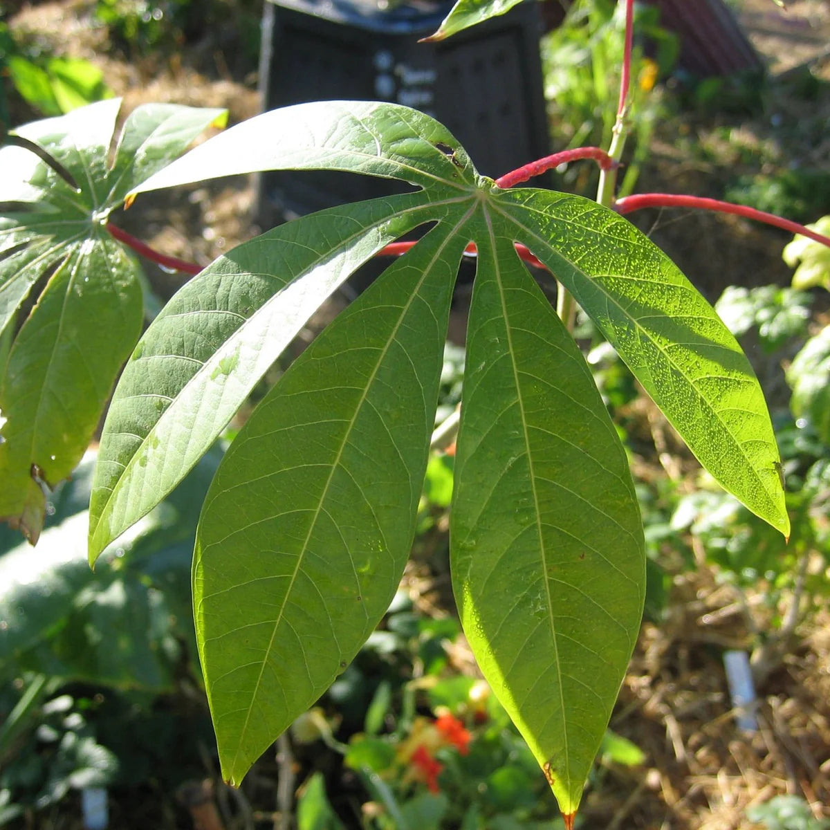 Tapioca Plant Seeds: Planting Guide for Successful Growth
