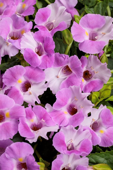 Mixed Wishbone Flower seeds for Planting - Cottage Garden Essential, Heirloom & GMO Free Seeds for Home Garden