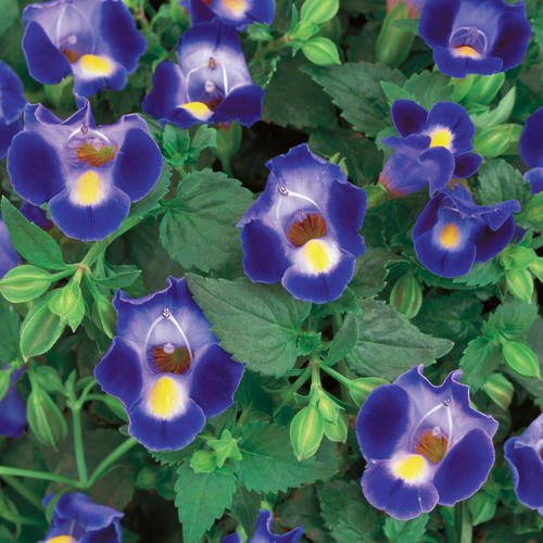 Purple Torenia Kauai Flower seeds for Planting - Hardy Variety, Heirloom & GMO Free Seeds for Home Garden
