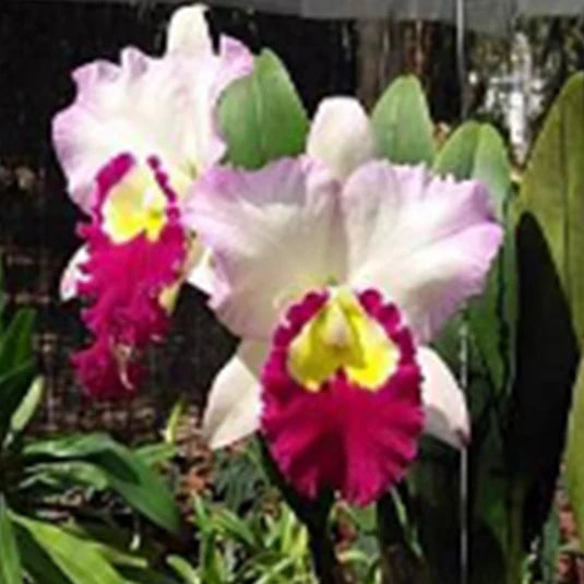 White Pink Cattleya Hybrida Flower Seeds for Planting  Seed for Elegant and Vibrant Blooms