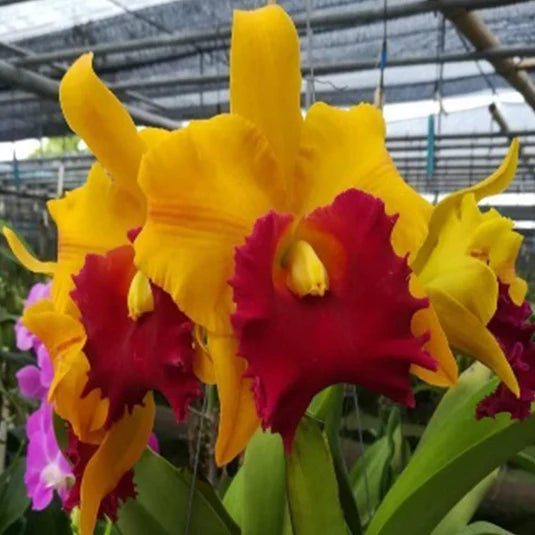 Yellow Red Cattleya Flower seeds for Planting - Long Bloom Season, Heirloom & GMO Free Seeds for Home Garden