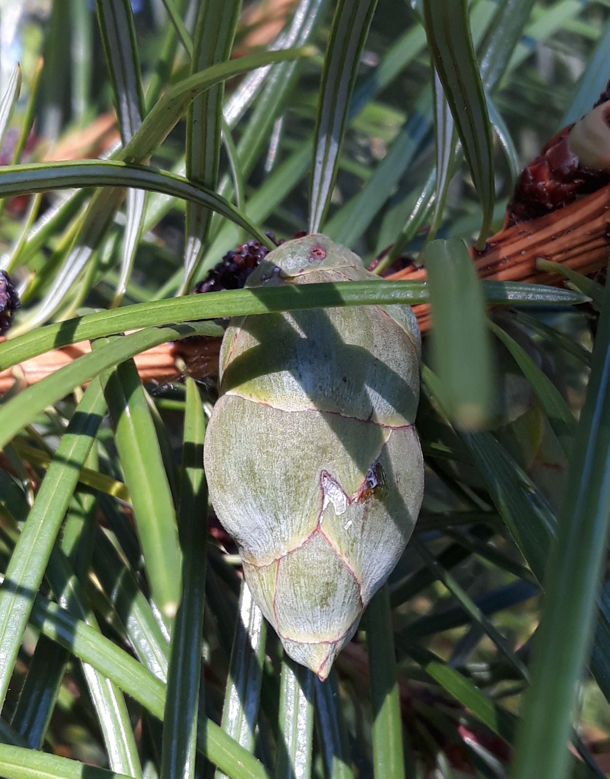 Cathaya Tree Seeds Planting Instructions