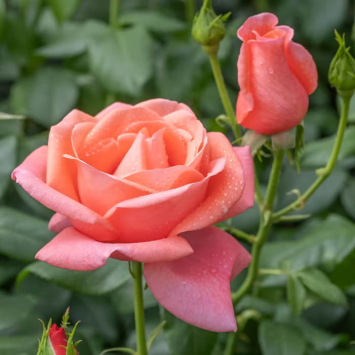 Pink Wales Rose Flower seeds for Planting - Premium Quality, Heirloom & GMO Free Seeds for Home Garden